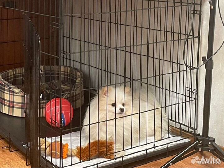 Вязка Померанский шпиц вязка кобель