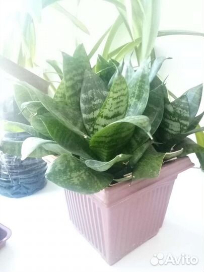 Гиппеаструм, монстера,сансевиерия, каланхоэ