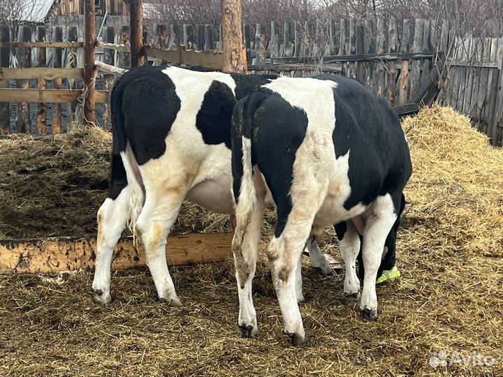 Бык и телка