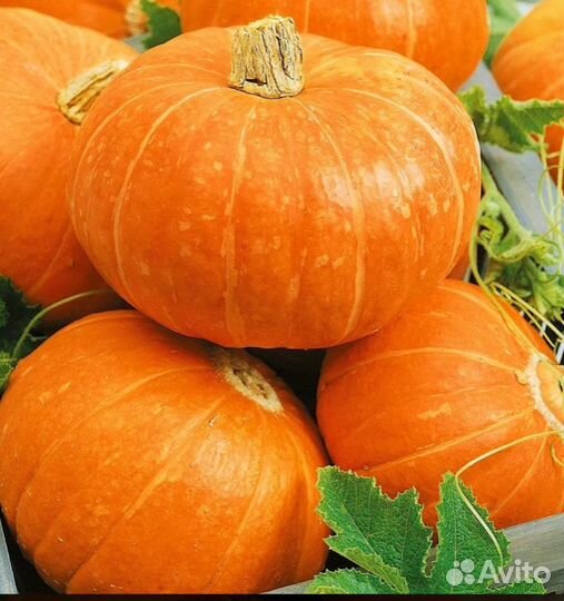 Семена арбузы дыня тыква