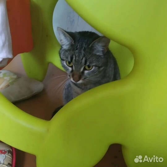 Шикарная кошка