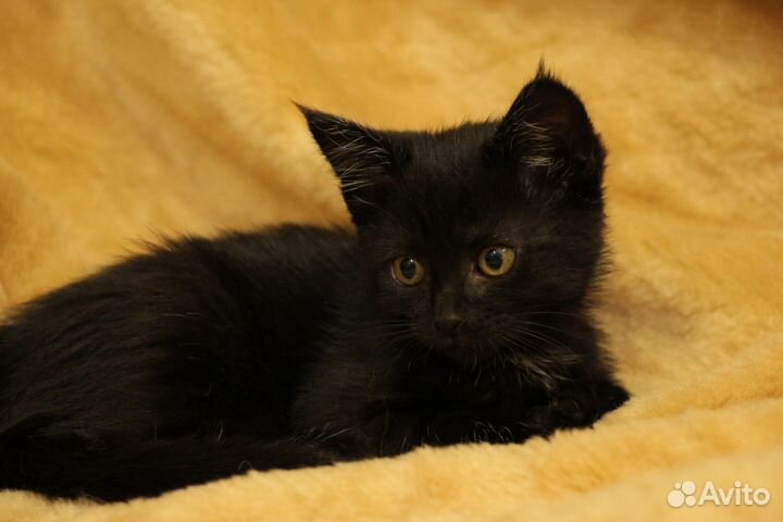 Котеночек девочка Кнопочка в добрые руки