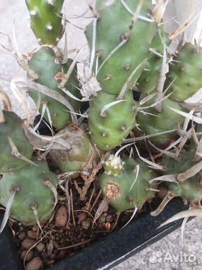 Кактус Tephrocactus articulatus