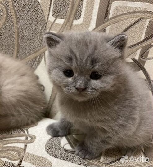 Шотландские котята