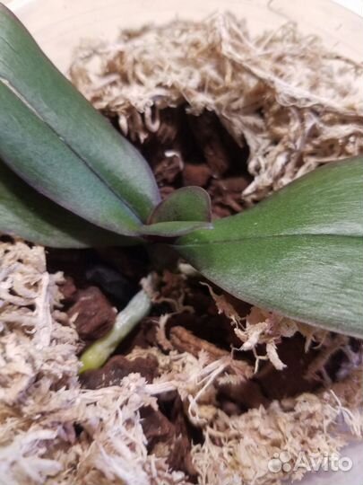 Орхидея Метеор