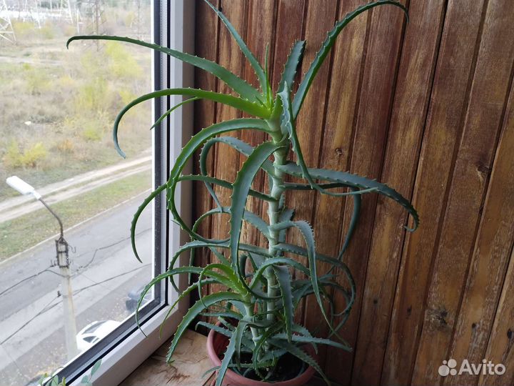 Алоэ, алоэ Вера, монстера, фикус, ледебурия