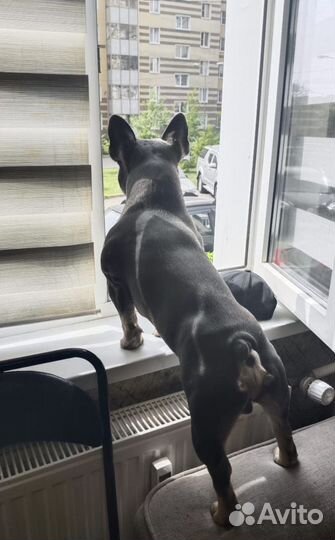 Французский бульдог вязка(есть щенки продажа )