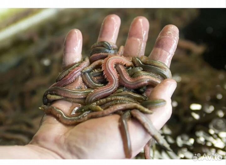 Морской червь нереис