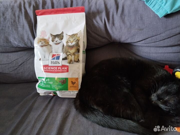 Корм Hills kitten для котят