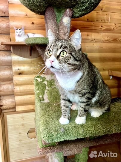 Ласковый, добродушный кот Баратеон ищет дом