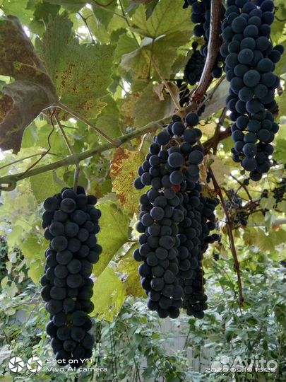 Виноград Изабелла