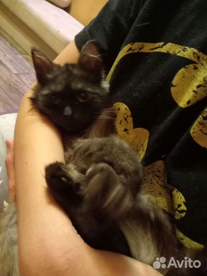 Котёнок