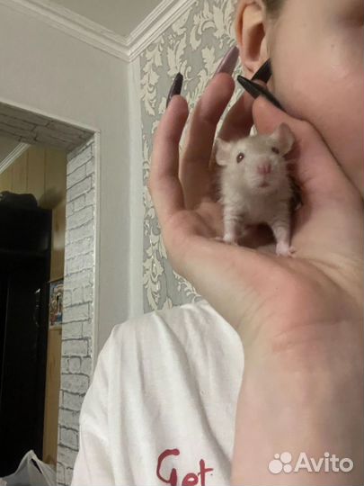 Продам крыс