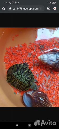 Морские черепахи