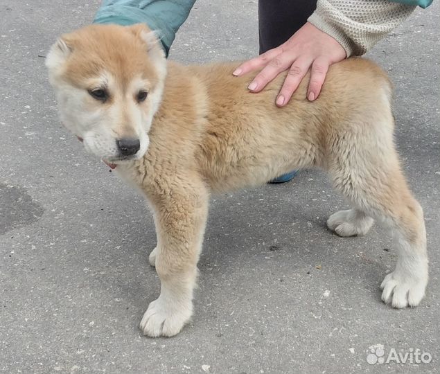Щенки среднеазиатской овчарки алабай