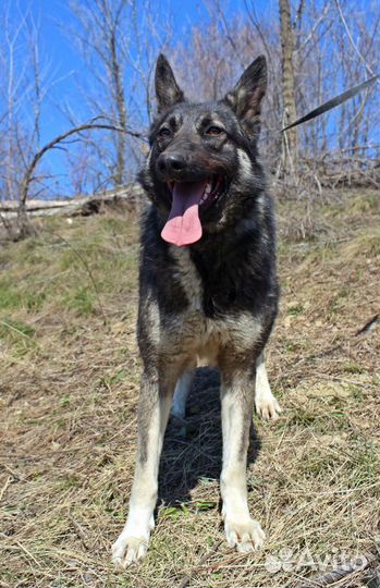 Собака Джульетта