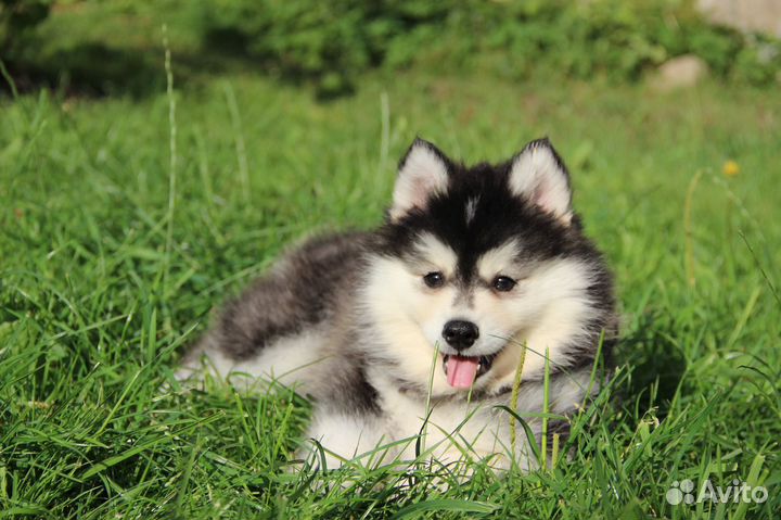 Красавчик помски f3