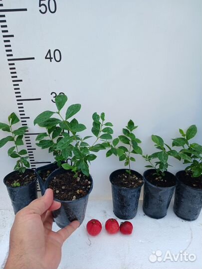 Псидиум Кетли