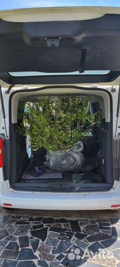 Голубика Крупномеры 8+ лет