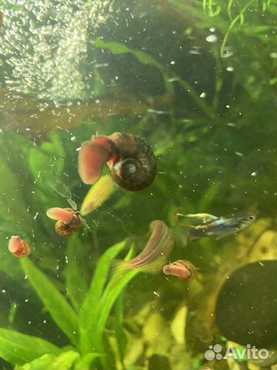 Улитки аквариумные