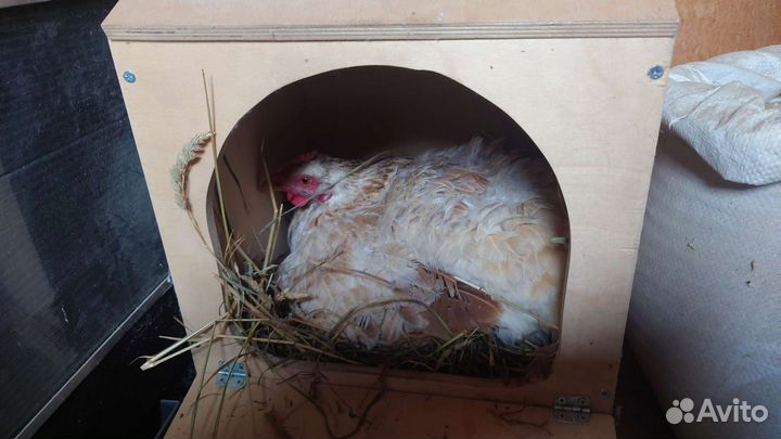 Наседка куруша