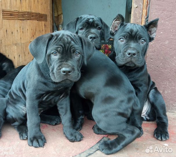 Щенки кане Корсо