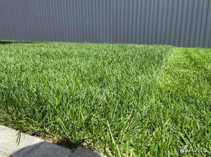 Укладка рулонного газона