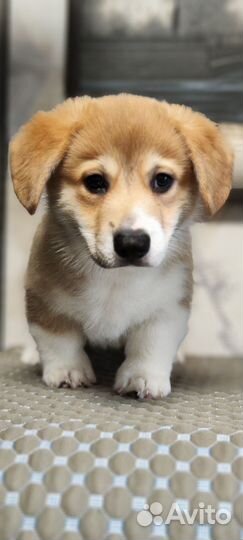 Щенки вельш-корги пемброк