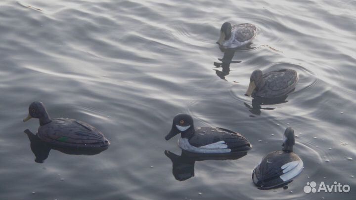 Чучела уток. манки
