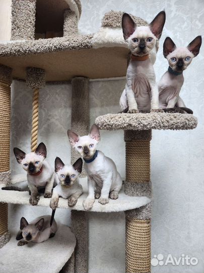 Волшебные котята 