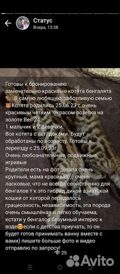 Бенгальские котята