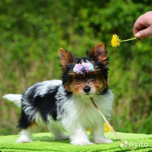 Щенки бивер йорк