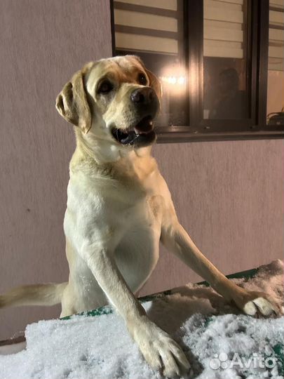 Кобель лабрадора вязка