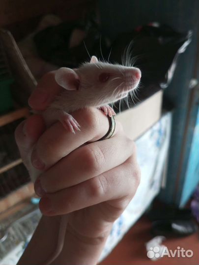 Декоративная крыса