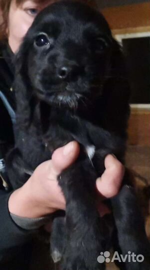 Щенки метисы кокер спаниеля