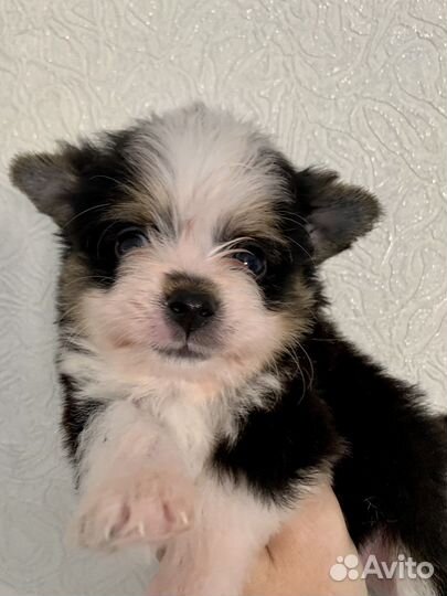 Цветные йорки