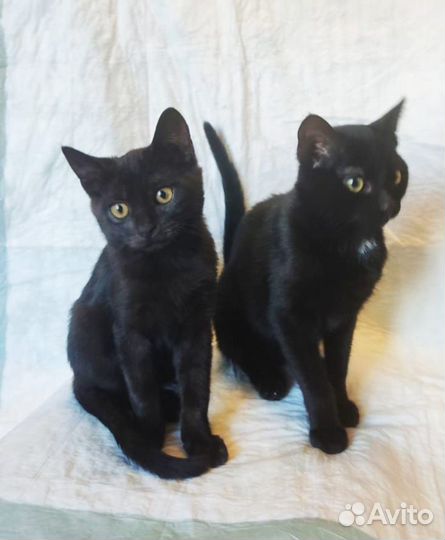 Котенок в добрые ручки