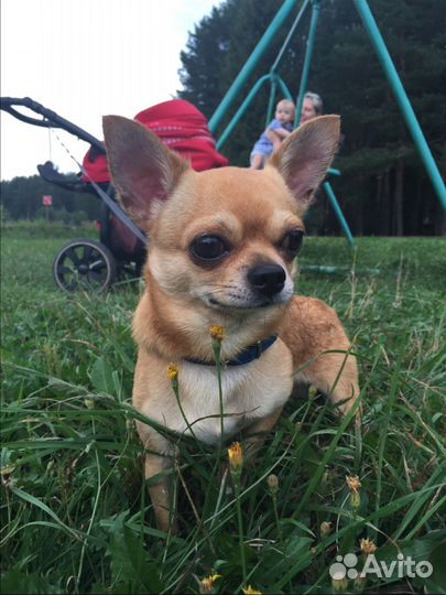 Мальчик чихуа. Инструктор по вязке