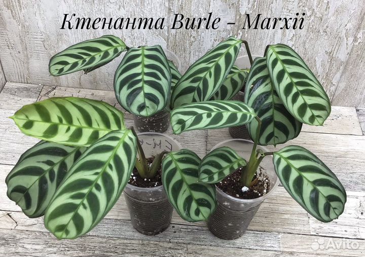 Ктенанта Burle - Marxii