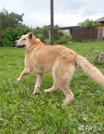Собака в добрые руки. Золотой