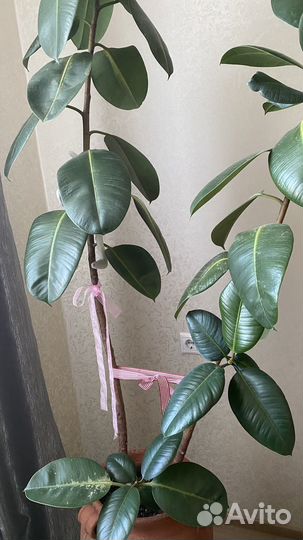 Фикус каучуконосный большой