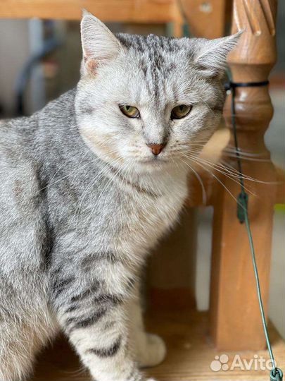 Бесплатно шотландской породы малышка