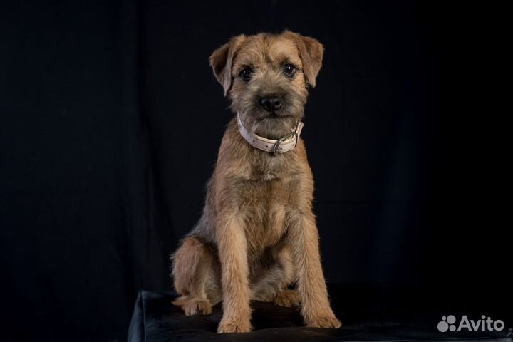 Щенки бордер терьера