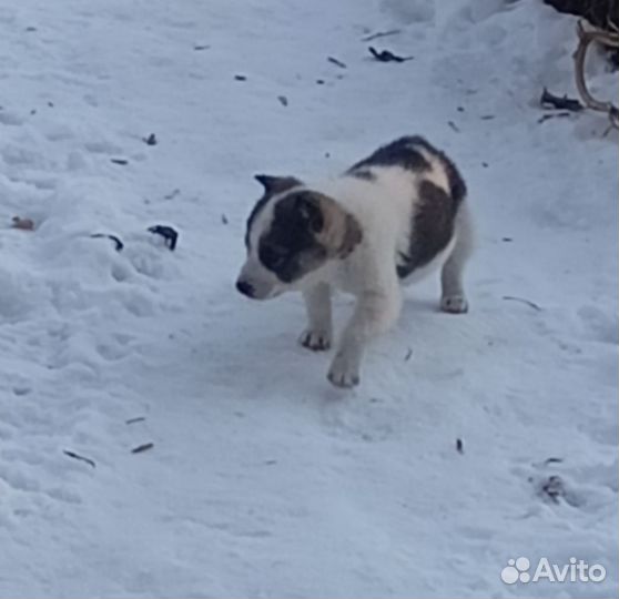 Щенок в добрые руки бесплатно, мальчик