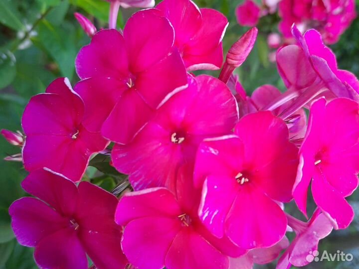 Флокс многолетний, мыльнянка лекарственная