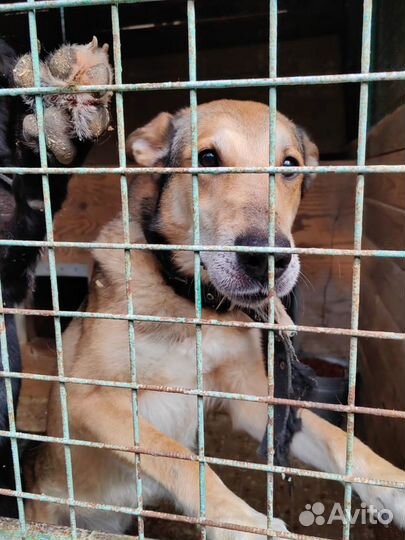 Красавчик Хьюго - большие ухи. Приют Некрасовка