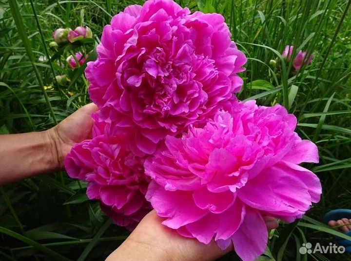 Пионы корни Сара Бернар