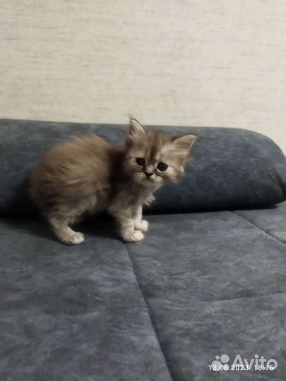 Шотландские котята в добрые руки