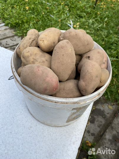 Картофель