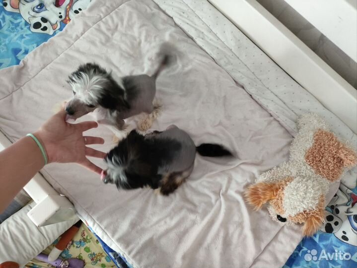 Мальчики Мини